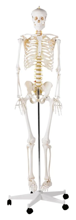 Squelette humain